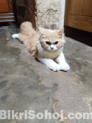 Persian cat